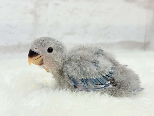 わた毛からチラリ深海ブルー🐣🌊コザクラインコ(ブルー) ヒナ コザクラインコ(小桜インコ)