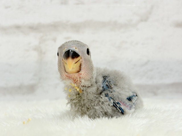 わた毛からチラリ深海ブルー🐣🌊コザクラインコ(ブルー) ヒナ コザクラインコ(小桜インコ)