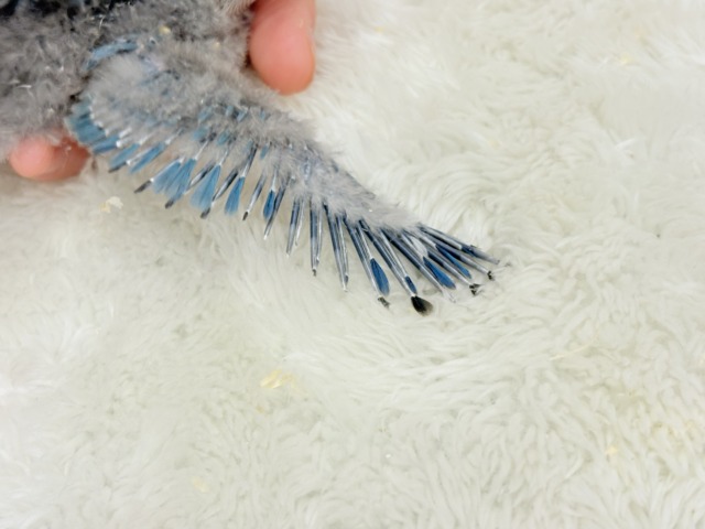 わた毛からチラリ深海ブルー🐣🌊コザクラインコ(ブルー) ヒナ コザクラインコ(小桜インコ)