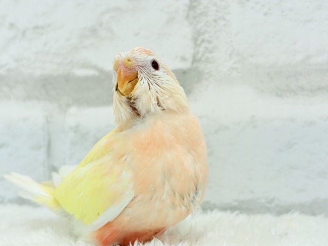 【最新画像更新🪄】果汁たっぷり🫧黄桃ちゃん🐣🍑💦アキクサインコ(ルチノー) ヒナ アキクサインコ(秋草インコ)