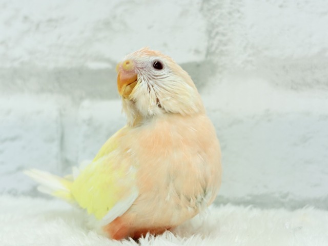 【最新画像更新🪄】果汁たっぷり🫧黄桃ちゃん🐣🍑💦アキクサインコ(ルチノー) ヒナ アキクサインコ(秋草インコ)