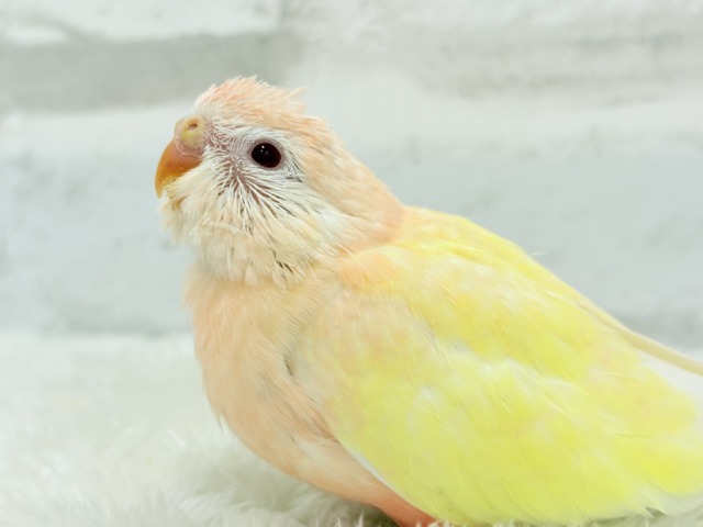 【最新画像更新🪄】果汁たっぷり🫧黄桃ちゃん🐣🍑💦アキクサインコ(ルチノー) ヒナ アキクサインコ(秋草インコ)