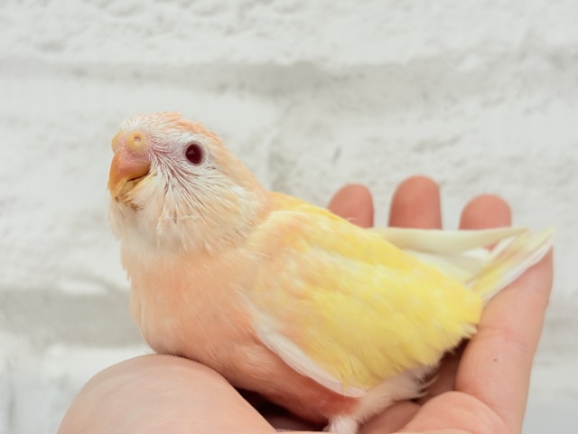 【最新画像更新🪄】果汁たっぷり🫧黄桃ちゃん🐣🍑💦アキクサインコ(ルチノー) ヒナ アキクサインコ(秋草インコ)