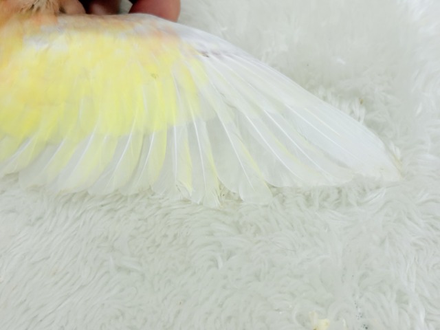 【最新画像更新🪄】果汁たっぷり🫧黄桃ちゃん🐣🍑💦アキクサインコ(ルチノー) ヒナ アキクサインコ(秋草インコ)