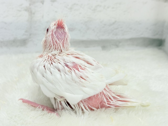 オカメインコ