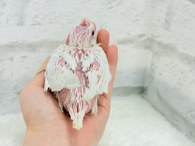 オカメインコ