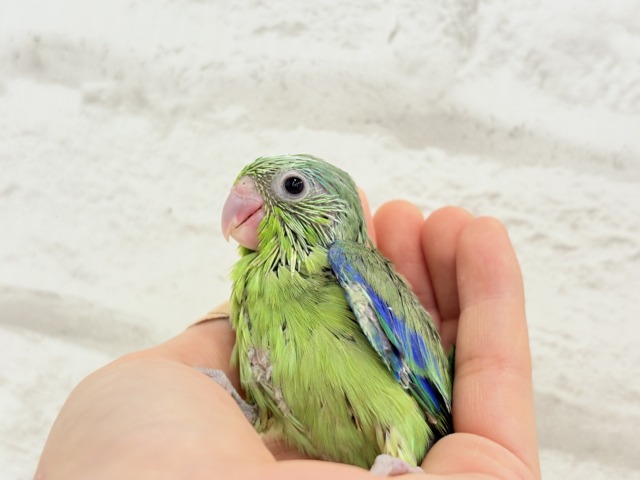 マメルリハ