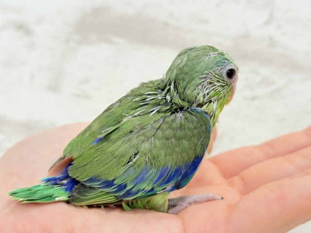 マメルリハ