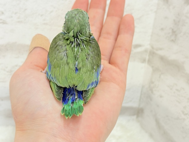 マメルリハ