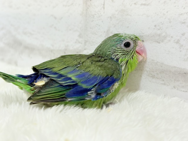 マメルリハ