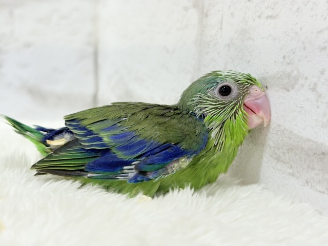 マメルリハ