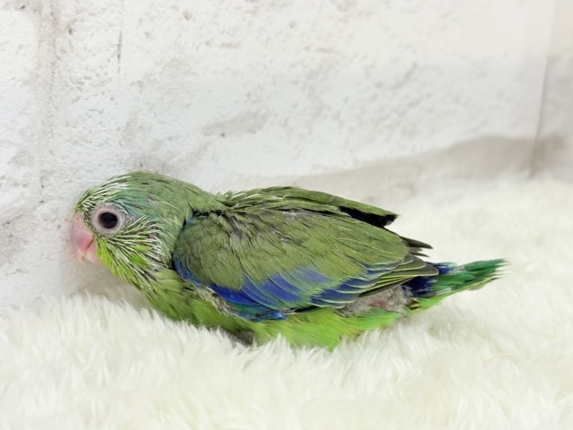 マメルリハ