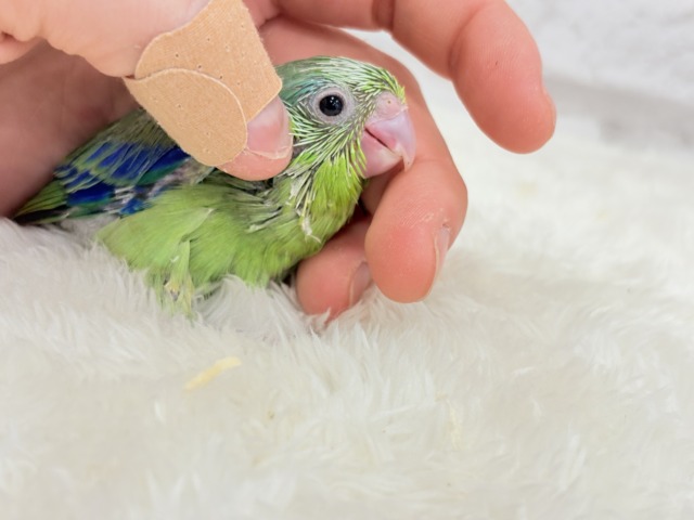 マメルリハ