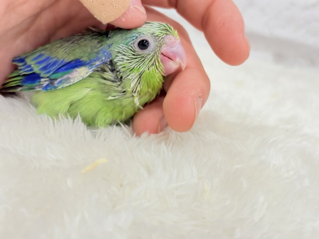 マメルリハ