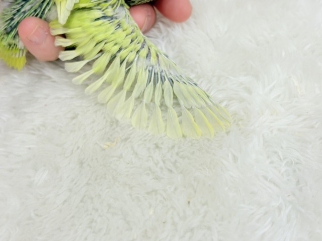【最新画像・動画更新🪄ひとり餌になりました☆】大食い女王の座は譲らないっ🐣👑マメルリハ(アメリカンイエロー) 女の子 ヒナ マメルリハ