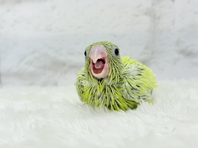【最新画像・動画更新🪄ひとり餌になりました☆】大食い女王の座は譲らないっ🐣👑マメルリハ(アメリカンイエロー) 女の子 ヒナ マメルリハ