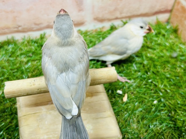 パステル文鳥