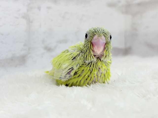 【最新画像・動画更新🪄ひとり餌になりました☆】大食い女王の座は譲らないっ🐣👑マメルリハ(アメリカンイエロー) 女の子 ヒナ マメルリハ