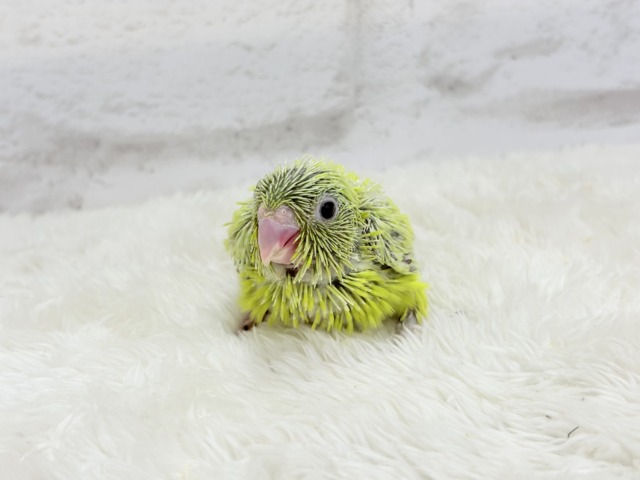 マメルリハ