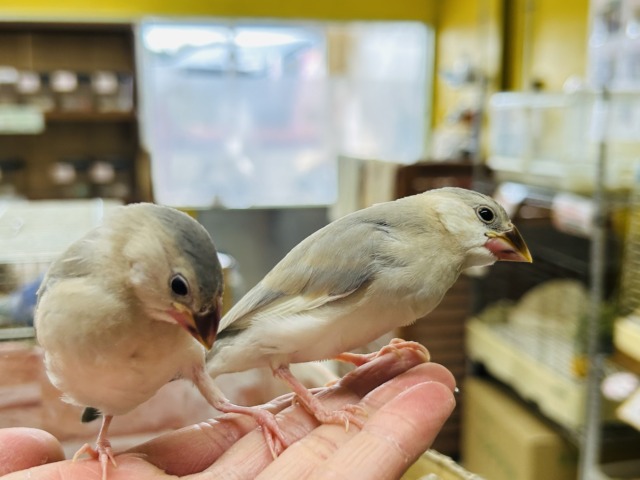 パステル文鳥
