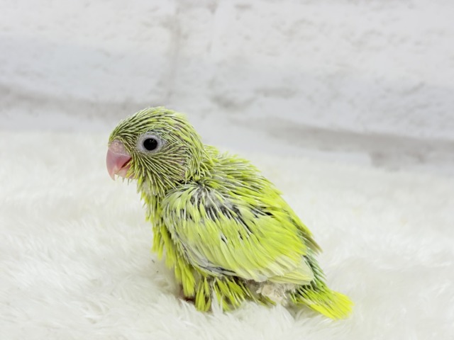 マメルリハ