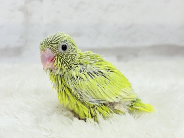 【最新画像・動画更新🪄ひとり餌になりました☆】大食い女王の座は譲らないっ🐣👑マメルリハ(アメリカンイエロー) 女の子 ヒナ マメルリハ