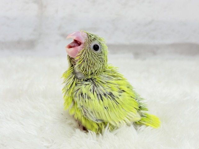 マメルリハ