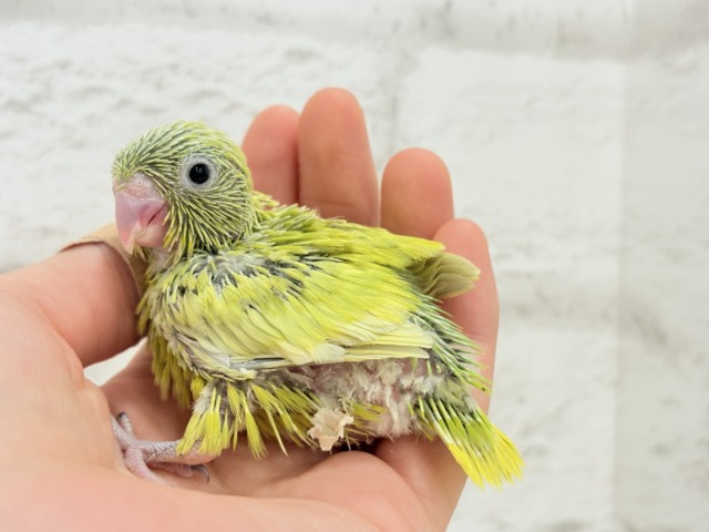 マメルリハ