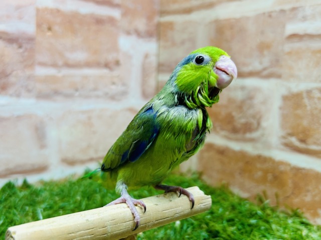 グリーンカラーのマメちゃんがやってきましたよ~💚💚💚 マメルリハ(ノーマル)男のコ マメルリハ