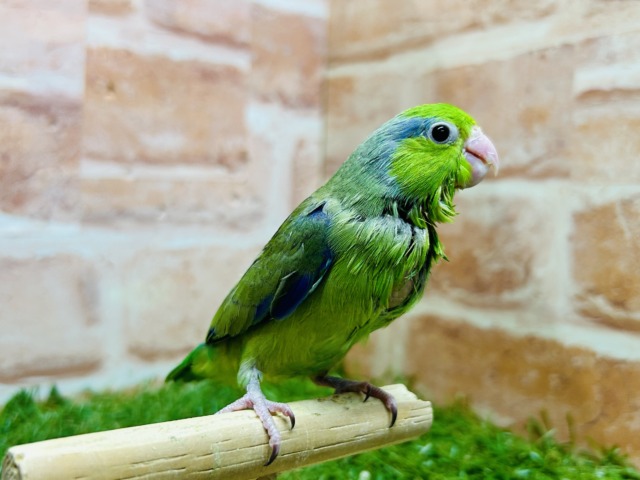 グリーンカラーのマメちゃんがやってきましたよ~💚💚💚 マメルリハ(ノーマル)男のコ マメルリハ