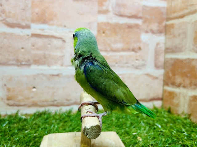 グリーンカラーのマメちゃんがやってきましたよ~💚💚💚 マメルリハ(ノーマル)男のコ マメルリハ