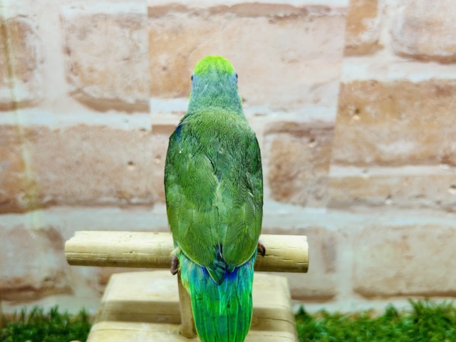 グリーンカラーのマメちゃんがやってきましたよ~💚💚💚 マメルリハ(ノーマル)男のコ マメルリハ