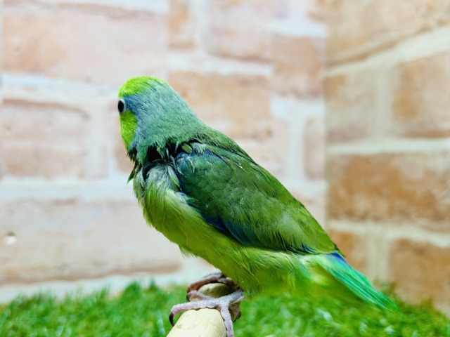 グリーンカラーのマメちゃんがやってきましたよ~💚💚💚 マメルリハ(ノーマル)男のコ マメルリハ