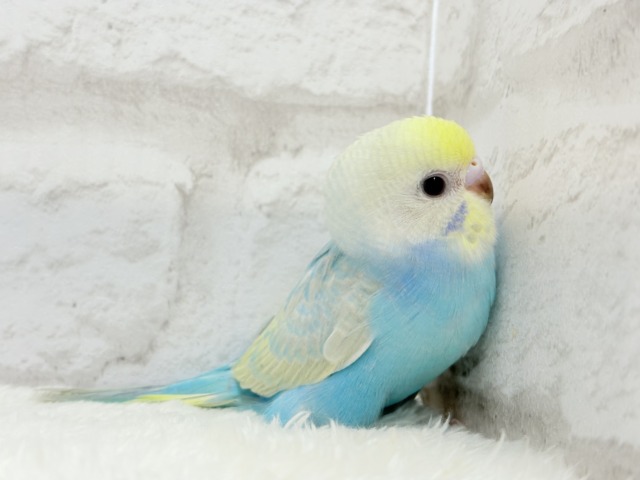 【最新画像更新🪄】手の上で落ち着きリラックス.*・゚セキセイインコ(パステルカラーレインボー) ヒナ セキセイインコ
