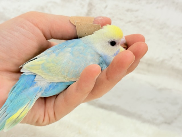 【最新画像更新🪄】手の上で落ち着きリラックス.*・゚セキセイインコ(パステルカラーレインボー) ヒナ セキセイインコ