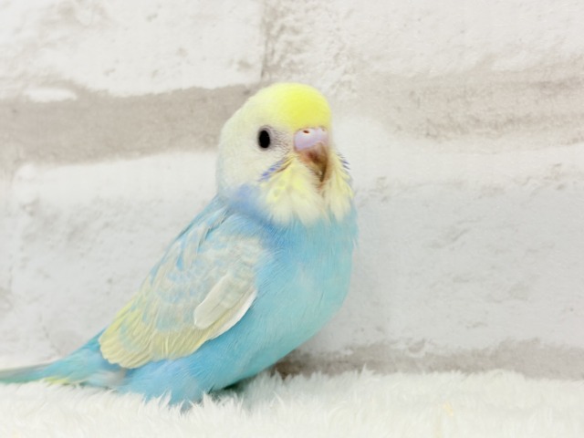 【最新画像更新🪄】手の上で落ち着きリラックス.*・゚セキセイインコ(パステルカラーレインボー) ヒナ セキセイインコ