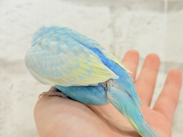 【最新画像更新🪄】手の上で落ち着きリラックス.*・゚セキセイインコ(パステルカラーレインボー) ヒナ セキセイインコ