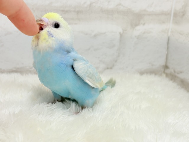 【最新画像更新🪄】手の上で落ち着きリラックス.*・゚セキセイインコ(パステルカラーレインボー) ヒナ セキセイインコ