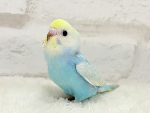 【最新画像更新🪄】手の上で落ち着きリラックス.*・゚セキセイインコ(パステルカラーレインボー) ヒナ セキセイインコ