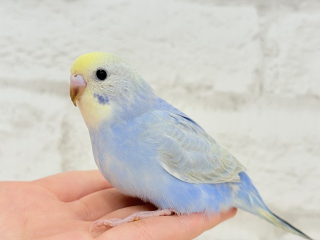 【最新画像更新🪄もうすぐひとり餌☆】うるうるおめめがたまらん可愛さっ💖💖セキセイインコ(パステルレインボー) ヒナ セキセイインコ
