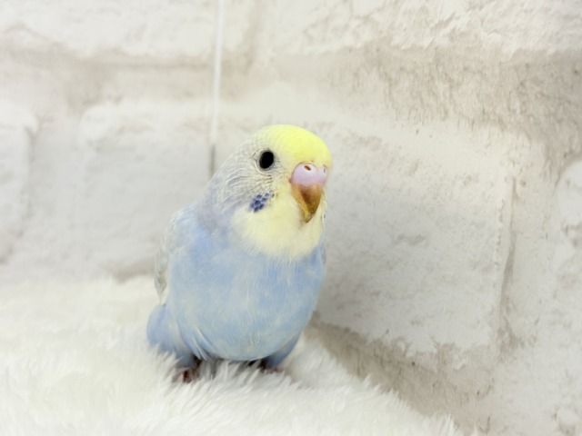 【最新画像更新🪄もうすぐひとり餌☆】うるうるおめめがたまらん可愛さっ💖💖セキセイインコ(パステルレインボー) ヒナ セキセイインコ