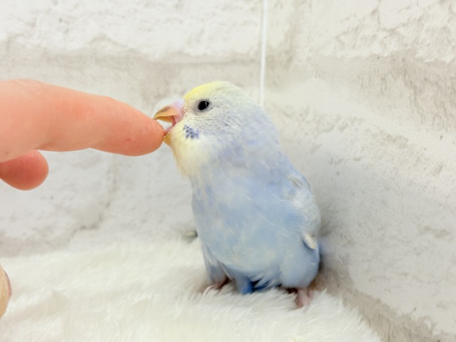 【最新画像更新🪄もうすぐひとり餌☆】うるうるおめめがたまらん可愛さっ💖💖セキセイインコ(パステルレインボー) ヒナ セキセイインコ