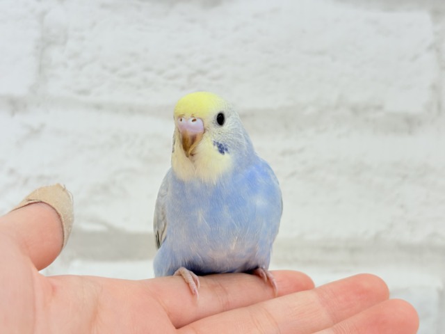 【最新画像更新🪄もうすぐひとり餌☆】うるうるおめめがたまらん可愛さっ💖💖セキセイインコ(パステルレインボー) ヒナ セキセイインコ