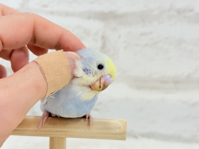 【最新画像更新🪄もうすぐひとり餌☆】うるうるおめめがたまらん可愛さっ💖💖セキセイインコ(パステルレインボー) ヒナ セキセイインコ