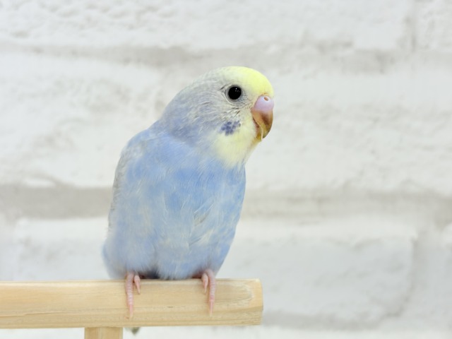 【最新画像更新🪄もうすぐひとり餌☆】うるうるおめめがたまらん可愛さっ💖💖セキセイインコ(パステルレインボー) ヒナ セキセイインコ