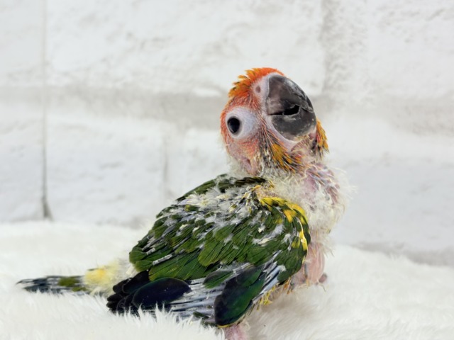 【最新画像更新🪄】甘々確定🐣💖コガネメキシコインコ ヒナ コガネメキシコインコ