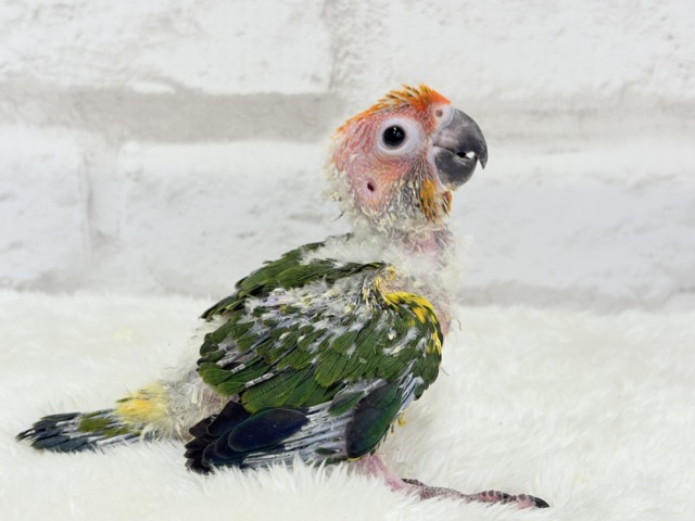 【最新画像更新🪄】甘々確定🐣💖コガネメキシコインコ ヒナ コガネメキシコインコ
