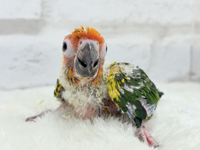 【最新画像更新🪄】甘々確定🐣💖コガネメキシコインコ ヒナ コガネメキシコインコ