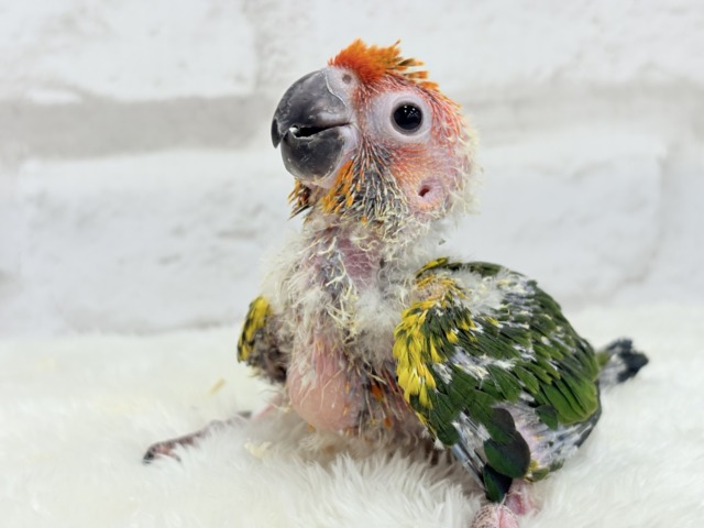 【最新画像更新🪄】甘々確定🐣💖コガネメキシコインコ ヒナ コガネメキシコインコ