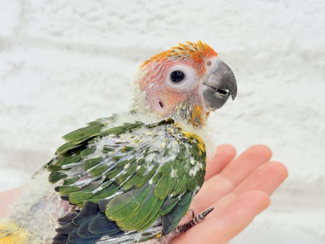 【最新画像更新🪄】甘々確定🐣💖コガネメキシコインコ ヒナ コガネメキシコインコ